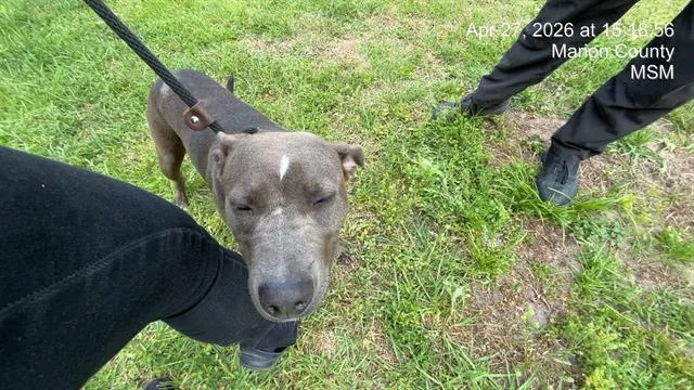 A young large-sized female Pit Bull Terrier dog named Tiana for adoption in Ocala, FL