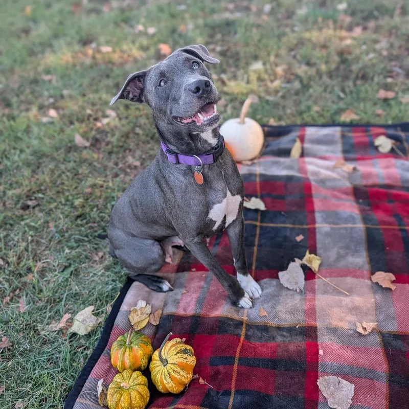 An adult medium-sized female Pit Bull Terrier dog named Truffle for adoption in Jasper, IN