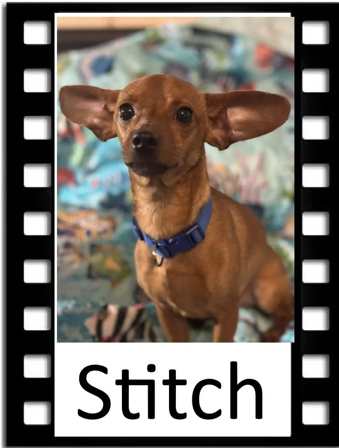 Stitch
