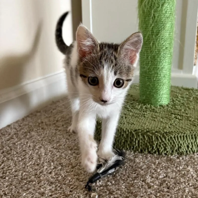 A baby small-sized female White Domestic Short Hair cat named Hustle for adoption in Westminster, CA
