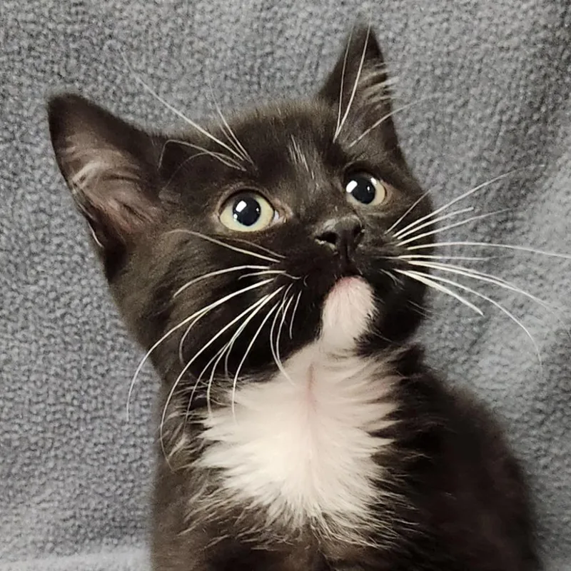 Muffin thumbnail 4