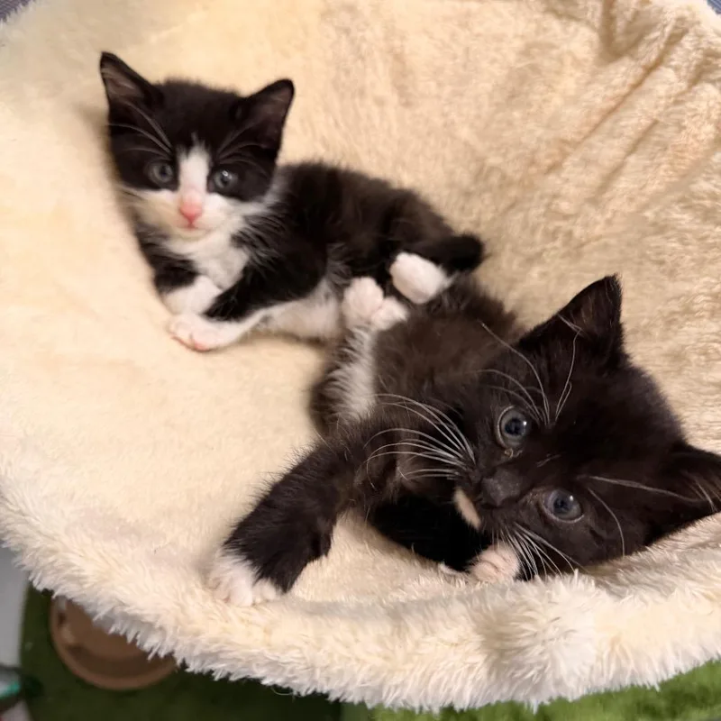 Muffin thumbnail 6