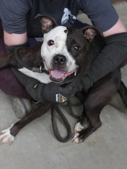An adult medium-sized female Mixed Breed dog named Anycia for adoption in Chamblee, GA