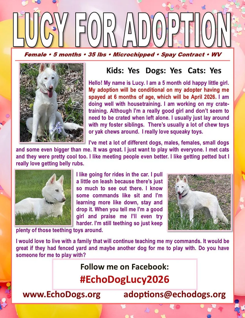A young large-sized female White German Shepherd dog named Lucy for adoption in Londonderry, NH