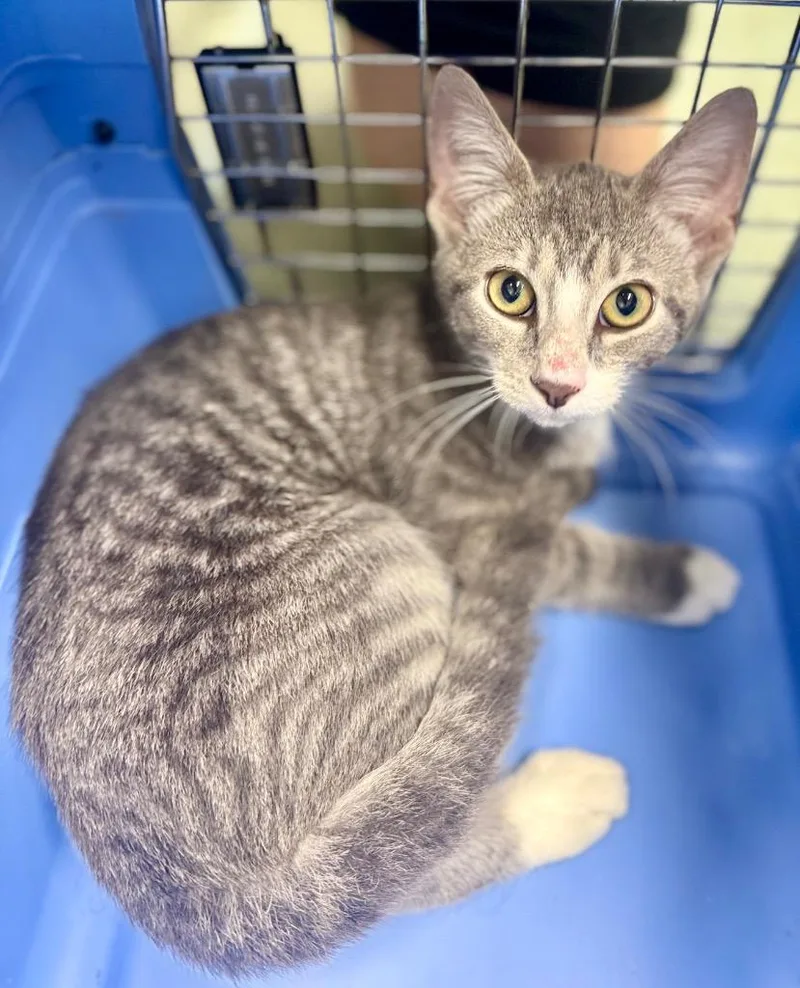 A baby medium-sized female Domestic Short Hair cat named Pinwheel for adoption in Danielsville, GA