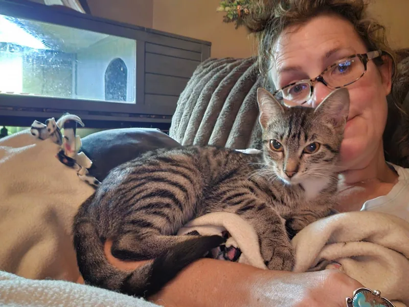 A young medium-sized female Tabby (Brown / Chocolate) Domestic Short Hair cat named Mia for adoption