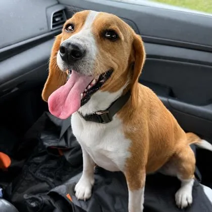 An adult medium-sized male Beagle dog named Parsons for adoption in Cumberland, MD