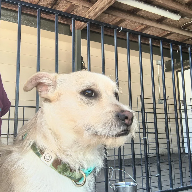 An adult small-sized male White / Cream Terrier dog named Shovel for adoption in Plano, TX