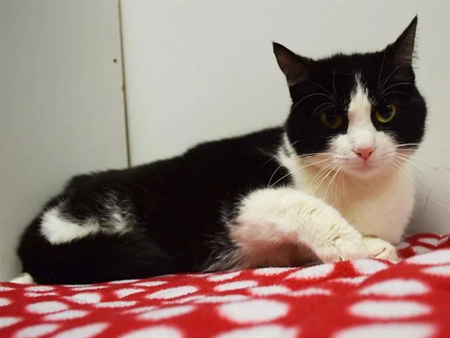 A young medium-sized female Domestic Short Hair cat named Meera for adoption in Sacramento, CA