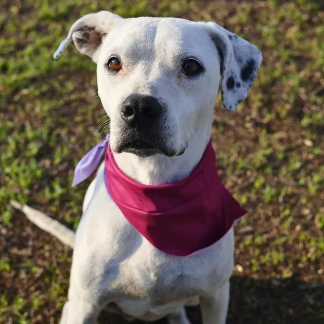 An adult large-sized female American Staffordshire Terrier dog named Symphony for adoption in San Antonio, TX