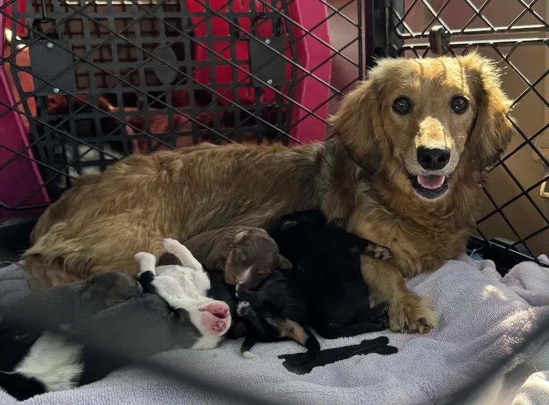 An adult medium-sized female Dachshund dog named Keeleyrebecca for adoption in Arlington, TX