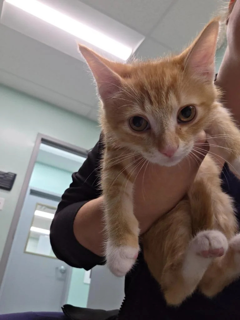 A baby medium-sized male Domestic Long Hair cat named Quintin for adoption in Athens, TN