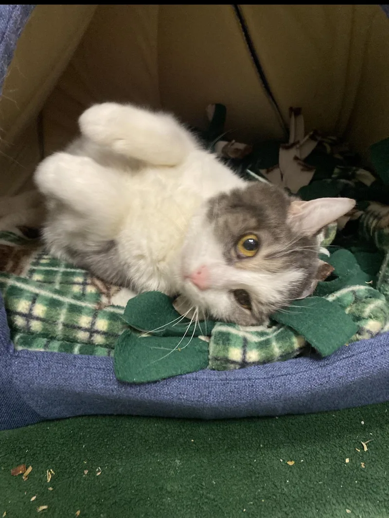 An adult medium-sized female Domestic Short Hair cat named Luna for adoption in Pueblo, CO