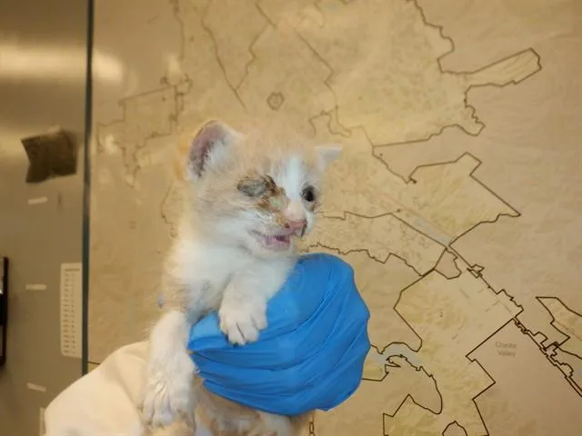 A baby small-sized male Domestic Short Hair cat named Andy for adoption in San Jose, CA