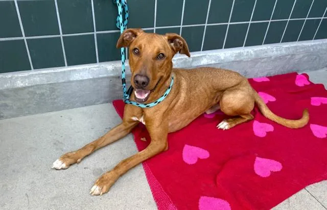 An adult large-sized male Labrador Retriever dog named Elliott for adoption in Rancho Cucamonga, CA