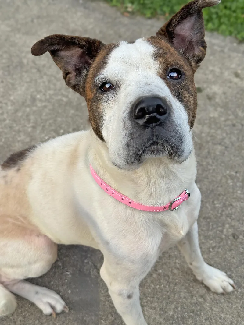 A young medium-sized female White / Cream Pit Bull Terrier dog named Dottie for adoption in Anderson, IN
