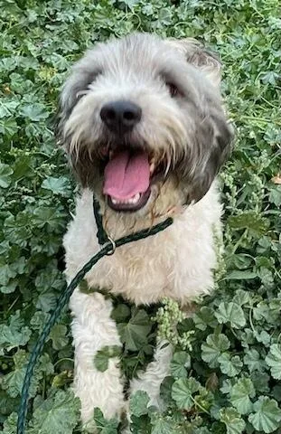 A young small-sized male Gray / Blue / Silver Cocker Spaniel dog named Dart for adoption in Polson, MT