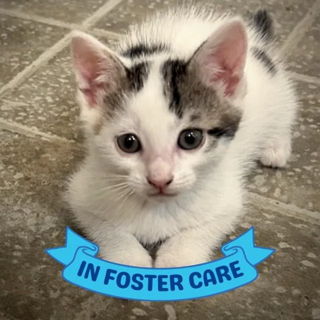 A baby small-sized female Domestic Short Hair cat named Lily for adoption in Tallahassee, FL