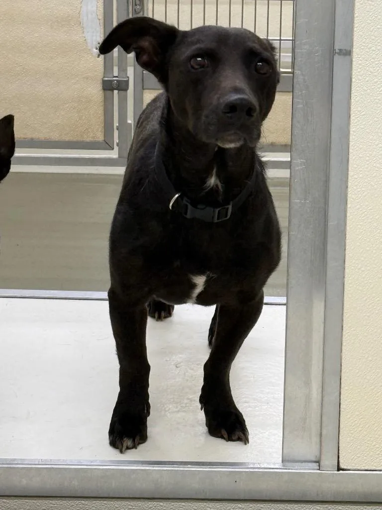 A young small-sized male Mixed Breed dog named Lil Bit for adoption in Columbia, TN