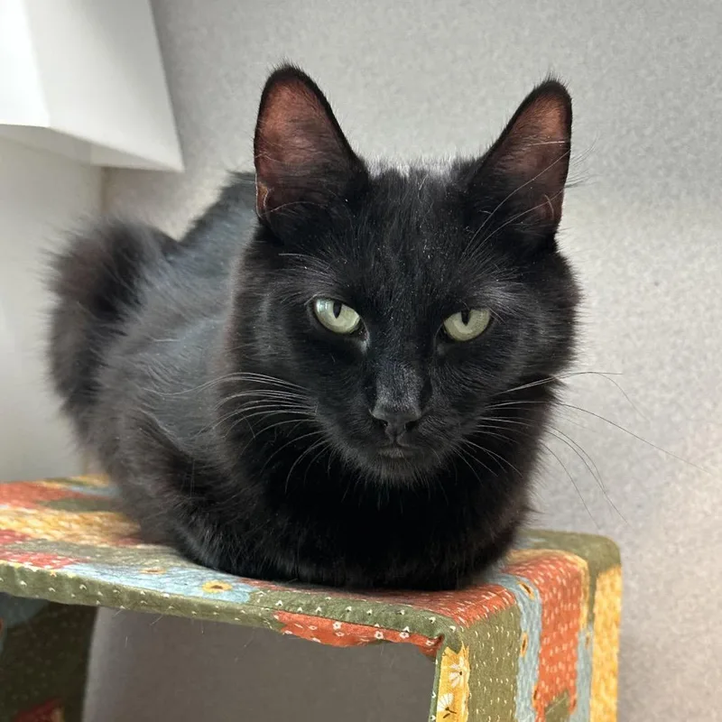 An adult medium-sized female Black Domestic Long Hair cat named Bombay for adoption in Hailey, ID