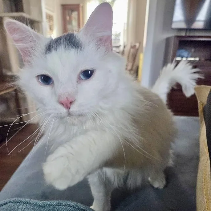 A baby medium-sized male White Domestic Long Hair cat named Fable for adoption in Richmond, VA