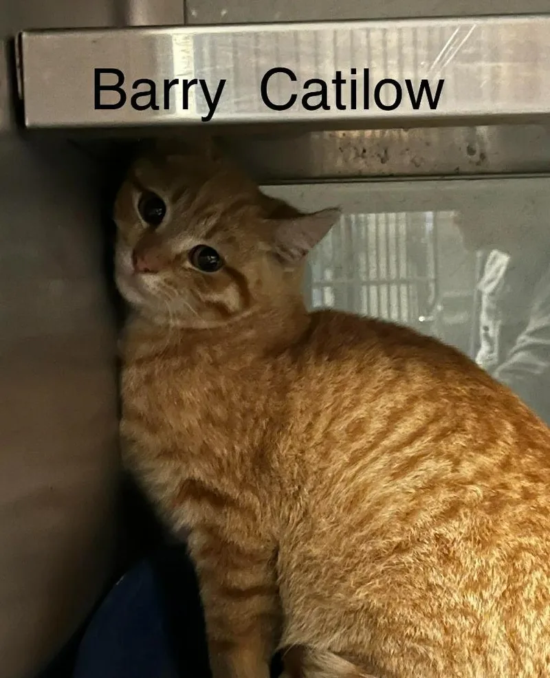 A young medium-sized male Domestic Short Hair cat named Barry Catilow for adoption in Princeton, IN