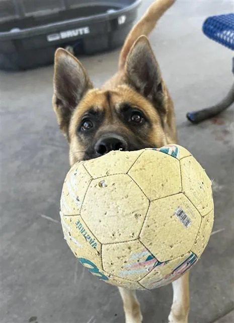 An adult large-sized female German Shepherd Dog dog named Daphne for adoption in Chula Vista, CA