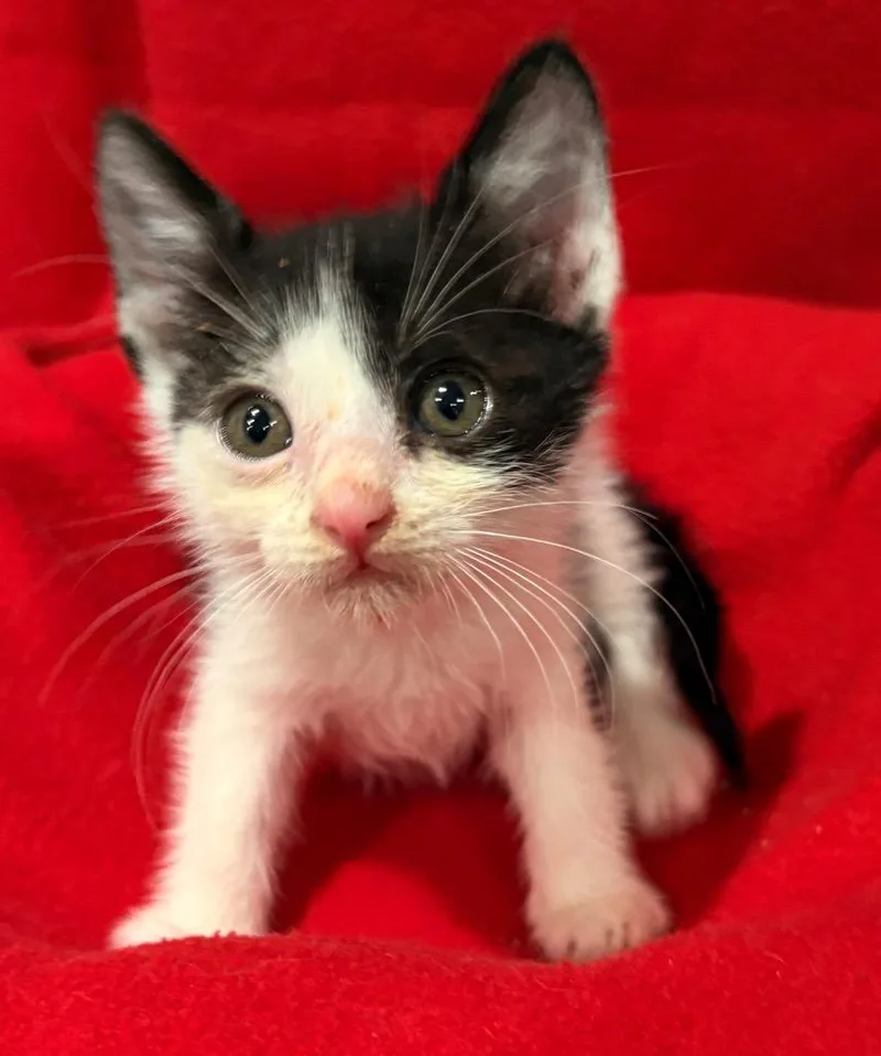 A baby small-sized male Domestic Short Hair cat named Jerry for adoption in Spring, TX