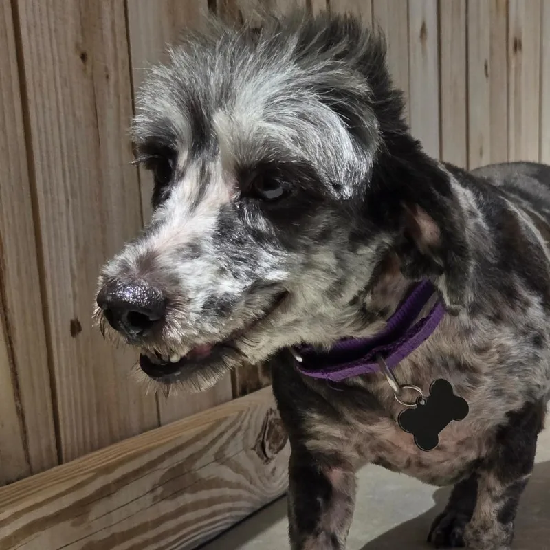 An adult small-sized female Black Maltese dog named Pandora for adoption in Freeport, FL