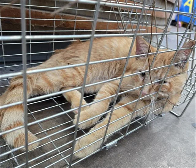 O'malley thumbnail 2