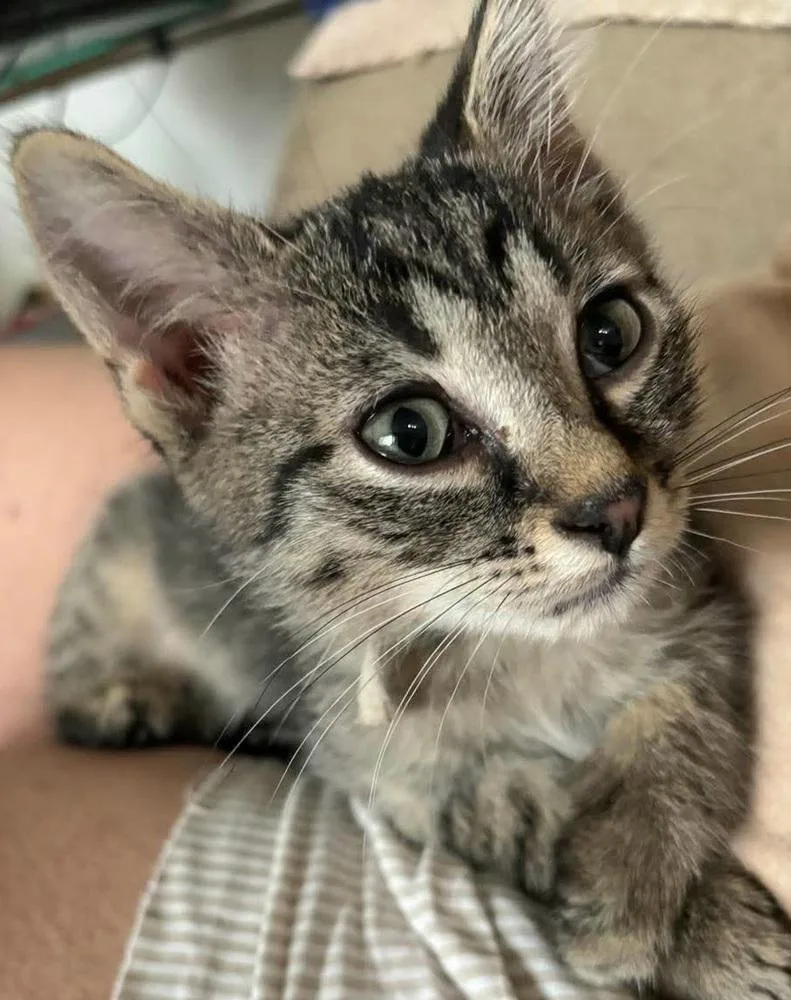 A baby small-sized male Domestic Short Hair cat named Eugene for adoption in Chicago, IL