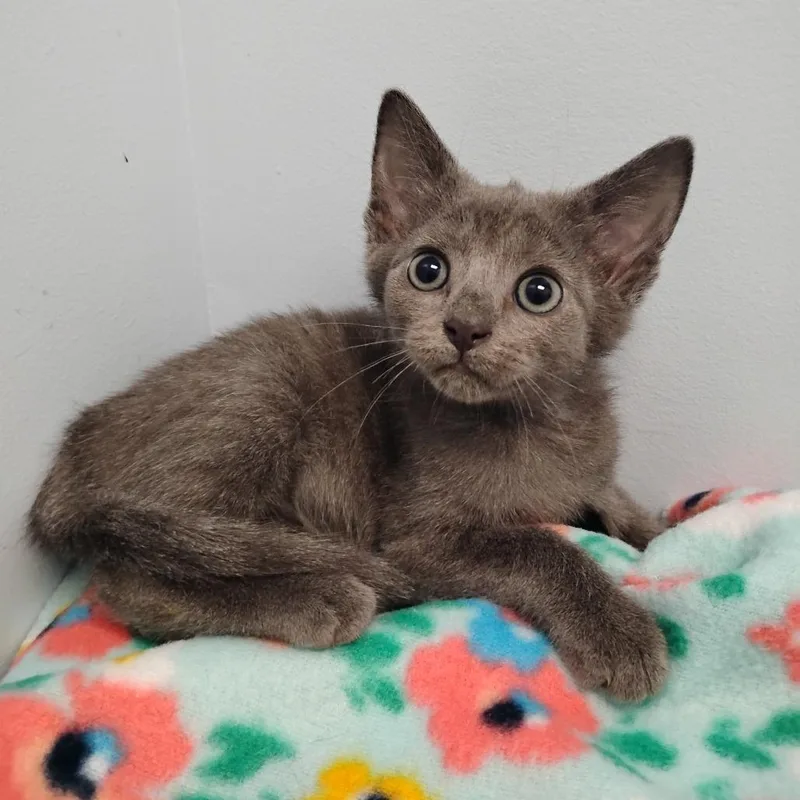 A baby small-sized male Gray / Blue / Silver Domestic Short Hair cat named Sterling for adoption in Winchester, TN