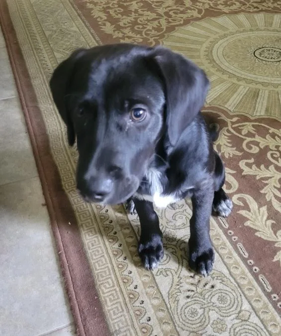 A baby medium-sized male Black Labrador Retriever dog named Taz for adoption in LAMPASAS, TX