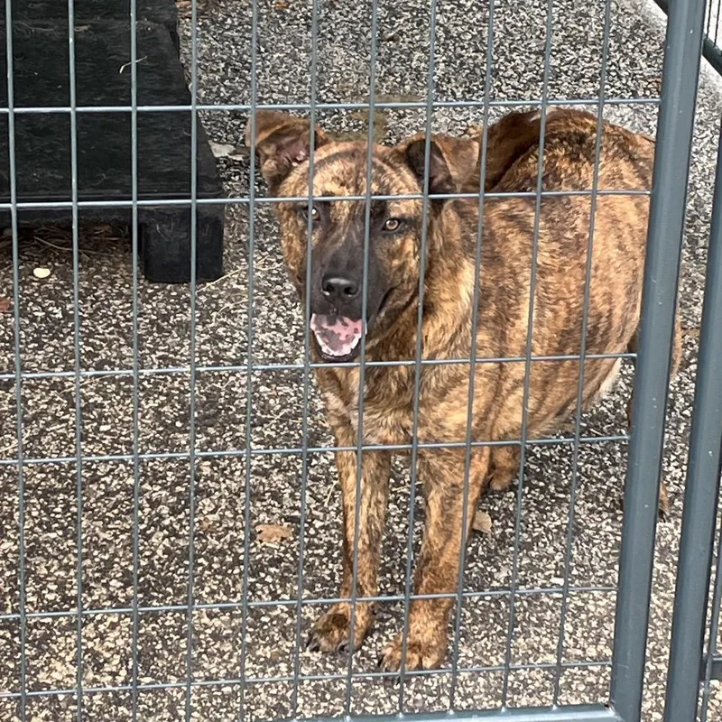 A young medium-sized female Brindle Black Mouth Cur dog named Trudy for adoption in Dillon, SC