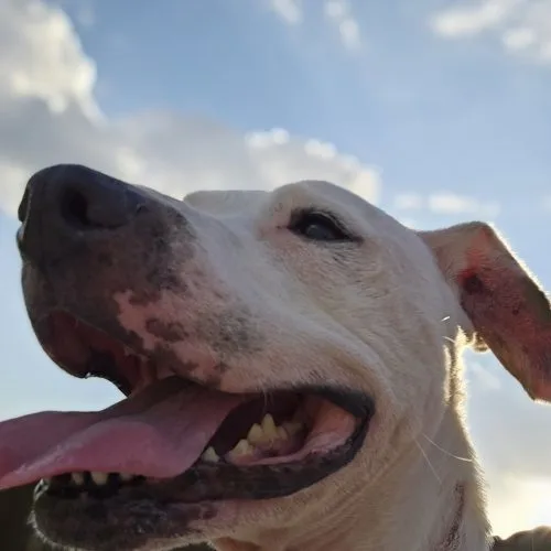 A senior medium-sized female Yellow / Tan / Blond / Fawn Bull Terrier dog named Ellie for adoption in WAXAHACHIE, TX
