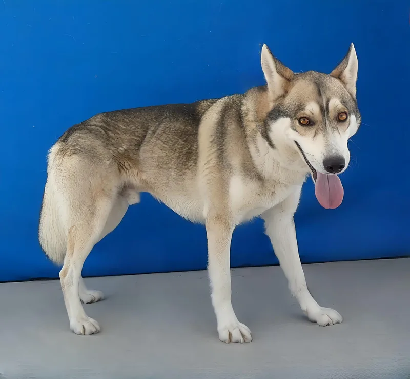 An adult large-sized male Husky dog named Zeek for adoption in Pasadena, CA