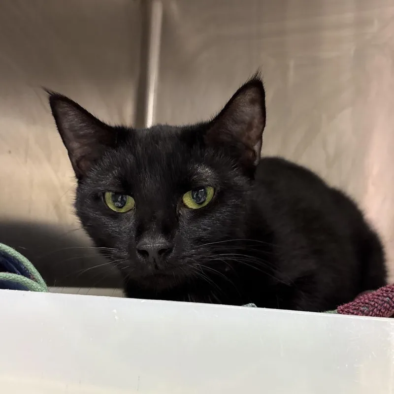 An adult medium-sized female Black Domestic Short Hair cat named Delilah for adoption in Fairport, NY