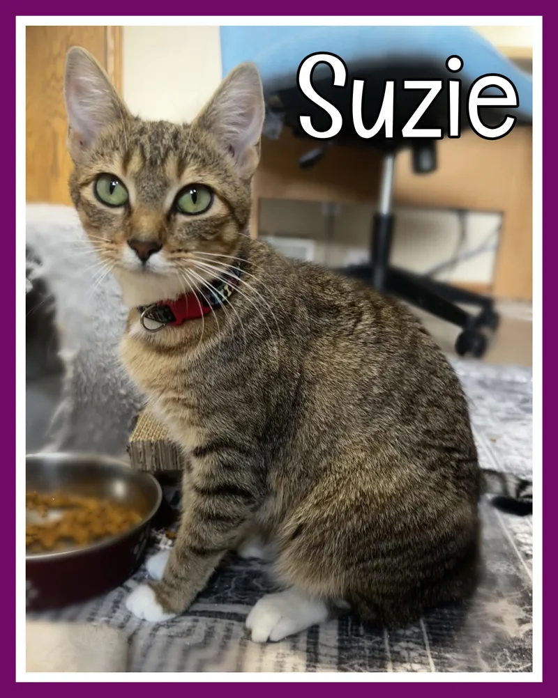 An adult medium-sized female Tabby (Gray / Blue / Silver) Domestic Short Hair cat named Suzie for adoption in Valley City, ND