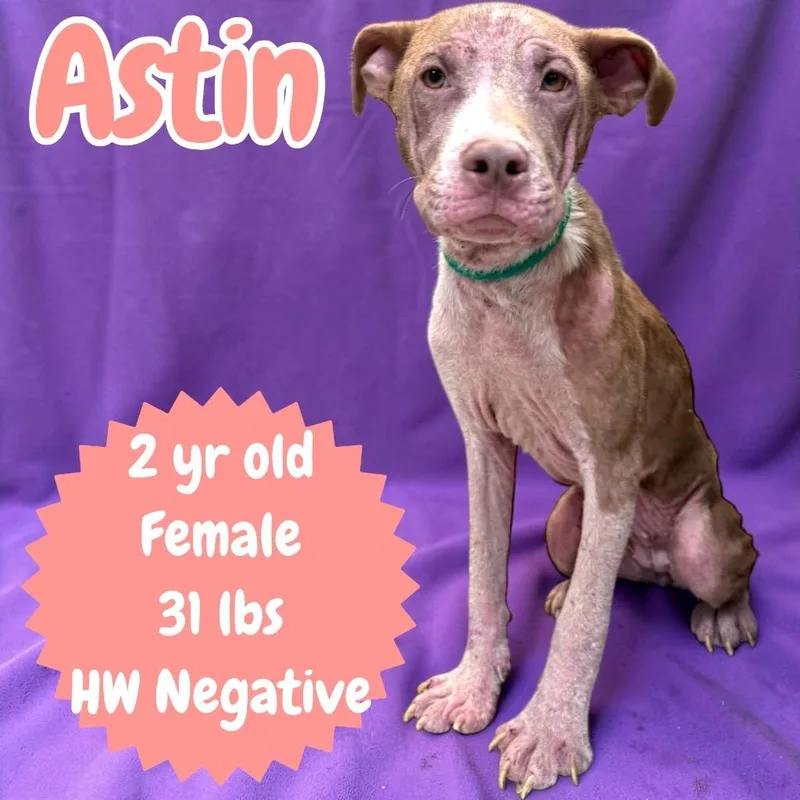 Astin thumbnail 2