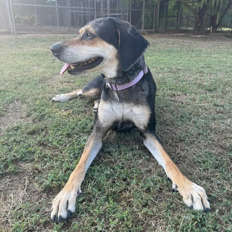 An adult medium-sized female Black Mixed Breed dog named Sweetie Pie for adoption in Long Island City, NY