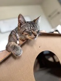 Tortellini thumbnail 2