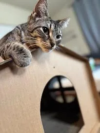 Tortellini thumbnail 3