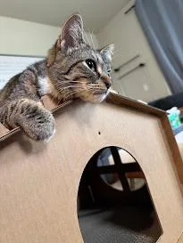 Tortellini thumbnail 4