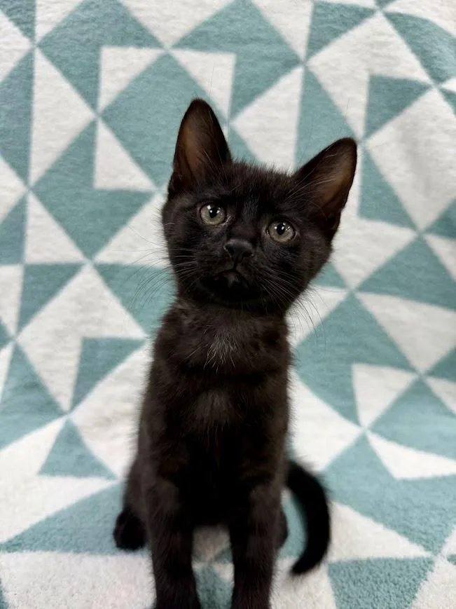 A baby medium-sized male Domestic Short Hair cat named Skipjack for adoption in Columbus, OH