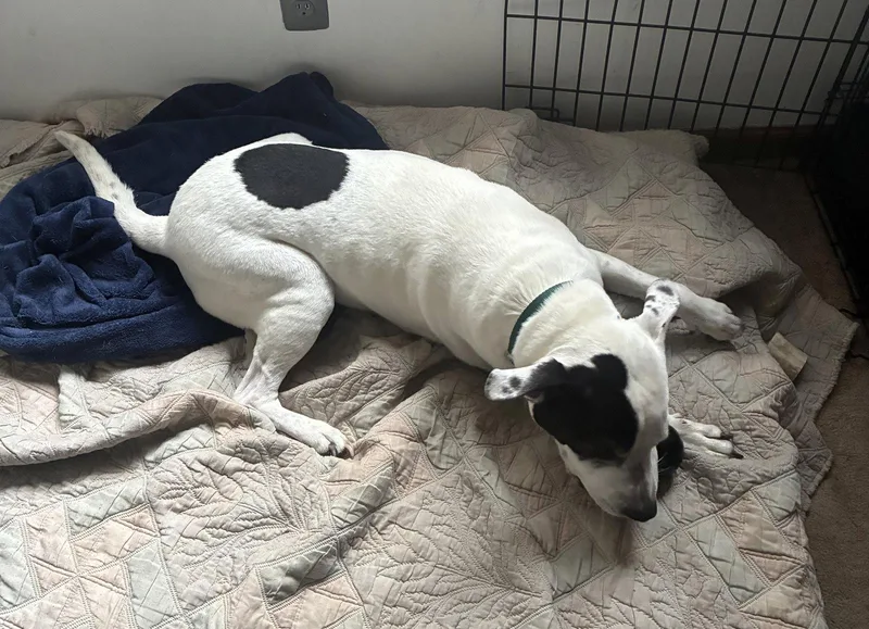 An adult medium-sized male Pit Bull Terrier dog named Rockyroad for adoption in Livonia, MI