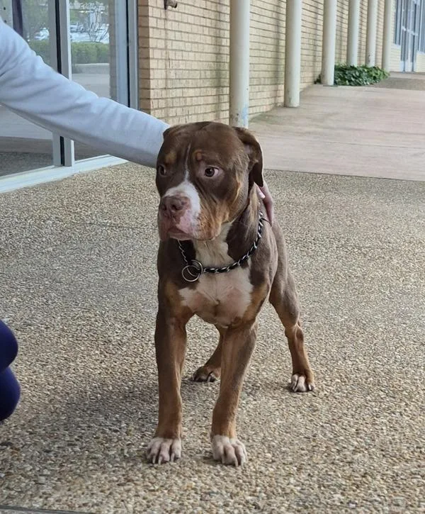 An adult medium-sized male Boxer dog named Pen C Cinnamon for adoption in Lawrenceville, GA