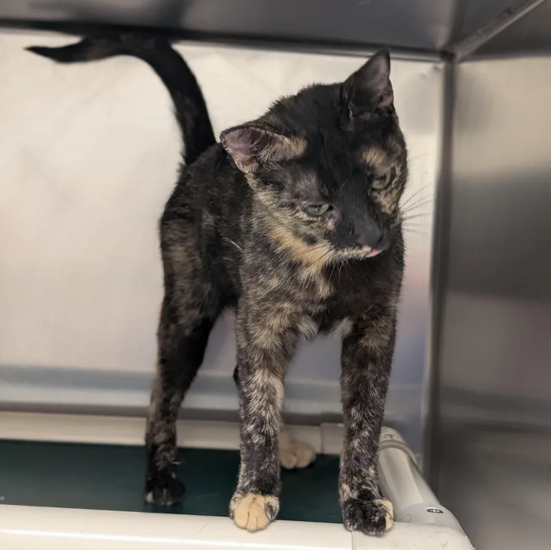 An adult medium-sized female Tortoiseshell Domestic Short Hair cat named Amber for adoption in St. Augustine, FL