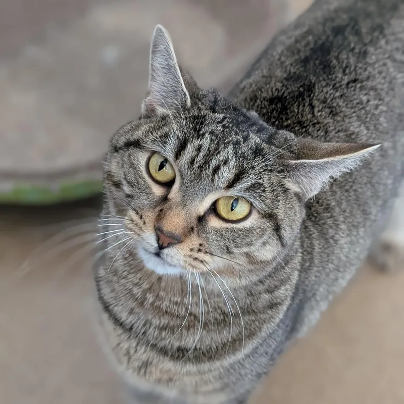 An adult medium-sized female Black Domestic Short Hair cat named Emma for adoption in Thomaston, ME