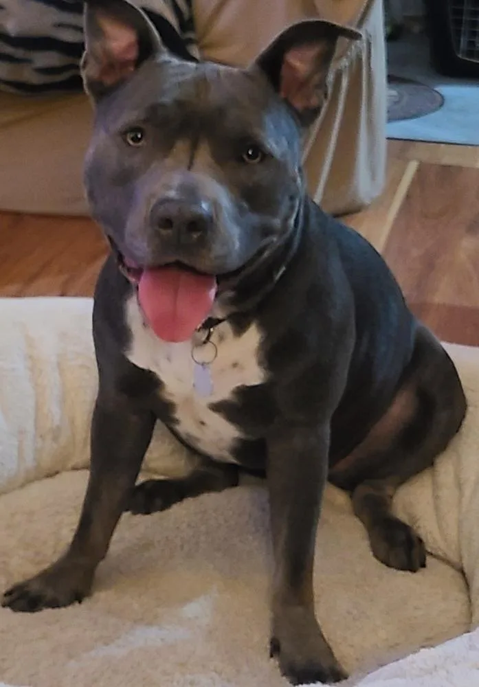 An adult medium-sized female Gray / Blue / Silver Staffordshire Bull Terrier dog named Charity for adoption in Tigard, OR
