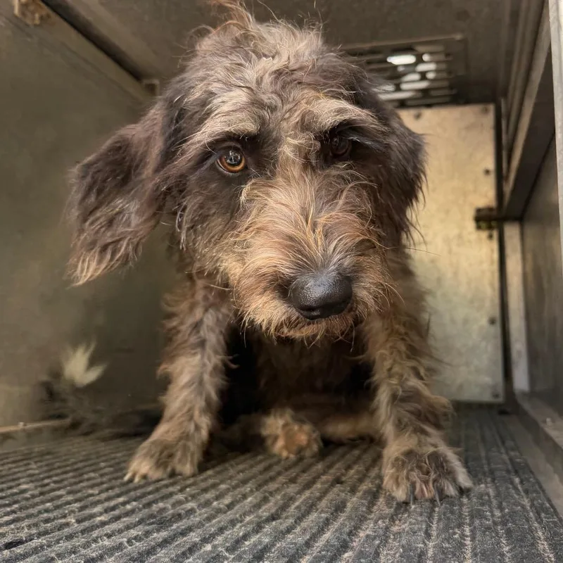 An adult small-sized female Terrier dog named Roomba for adoption in Edinburg, TX